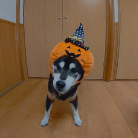ピース、ライト、こたろうの画像