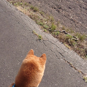 へびに遭遇～の画像