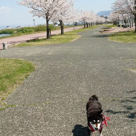 桜道お散歩の画像
