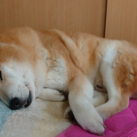 どんな夢見てるのかな？の画像
