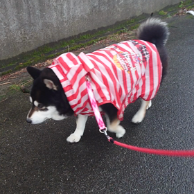 歩く姿もかわいいよーの画像