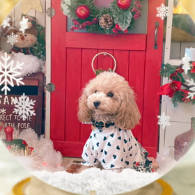 ⭐️可愛いお写真＆お知らせ⭐️の画像