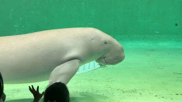 伊勢の旅❻鳥羽水族館でジュゴンに出逢えた♡の記事動画