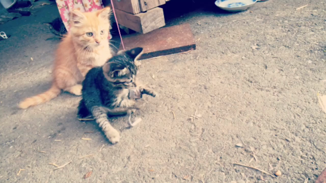 猫カフェ並です…の記事動画