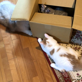 猫と段ボール。の画像