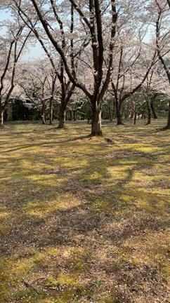播磨中央公園、桜満開の記事動画