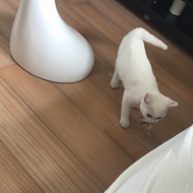 I LOVE CAT(=^x^=)の画像