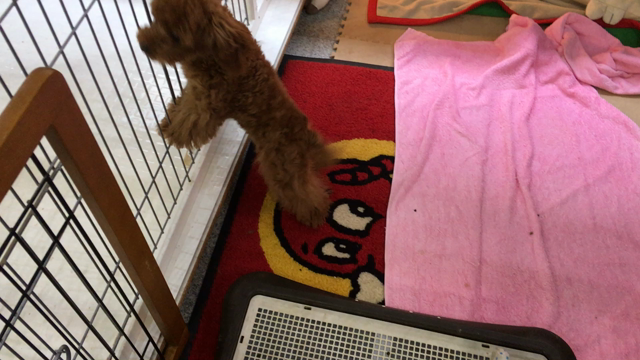 犬の記事動画