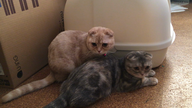猫の記事動画