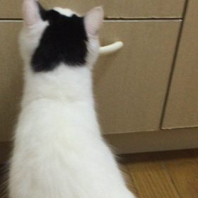 特技の画像