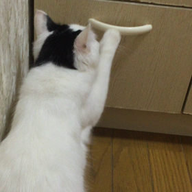 特技  1の画像