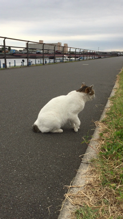 海未アイス「牧場しぼり芳醇ラムレーズン」の記事動画