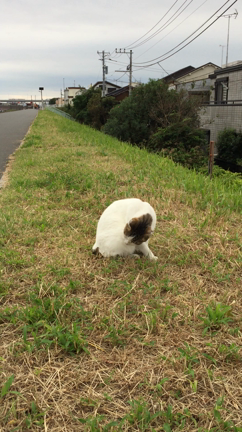 海未アイス「牧場しぼり芳醇ラムレーズン」の記事動画