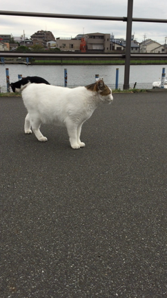 海未アイス「牧場しぼり芳醇ラムレーズン」の記事動画