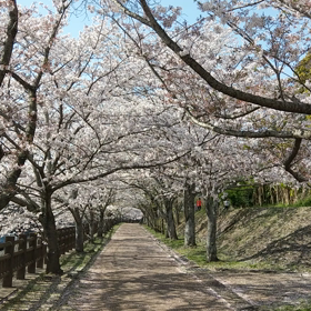 織田広喜美術館近くの桜並木の画像