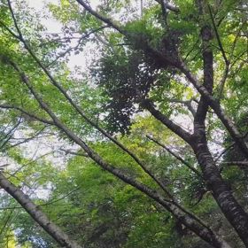 オオルリの囀り♪の画像