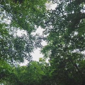 ツクツクボウシのように囀るキビタキの画像