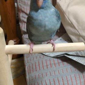 ひとこと日記（2026/4/18）の画像
