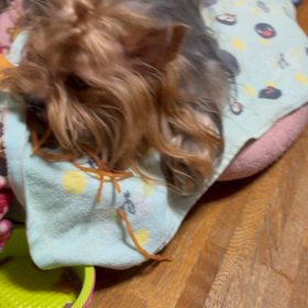 11歳になりましたの画像