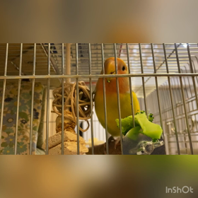初ブロッコリー！の画像