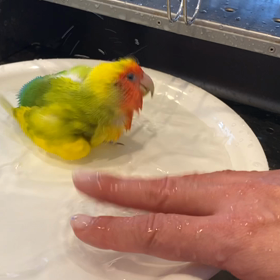 水浴びの画像