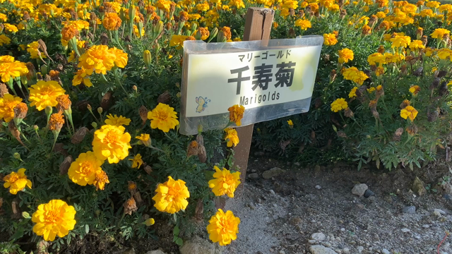 【聖母マリアの黄金の花】の記事動画
