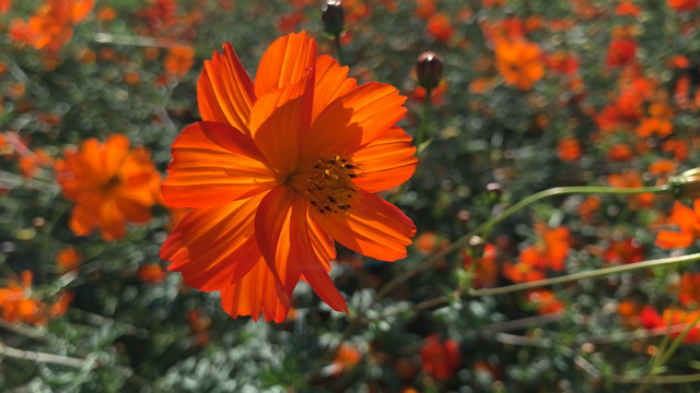 【聖母マリアの黄金の花】の記事動画