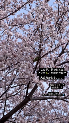桜を見て思ったこと/ 迷いインコ？迷子インコ？の記事動画