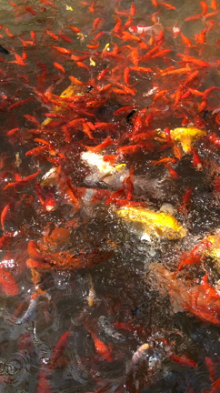 鯉＆金魚の記事動画