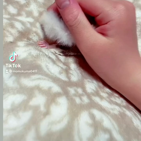 フクロモモンガの画像