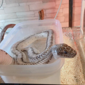 蛇がこの世で1番美しい生き物だと思うの画像