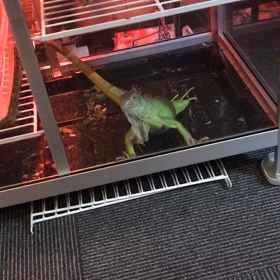 今日恐竜の日らしいよの画像
