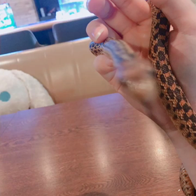 おめめぎゅるぎゅるの画像