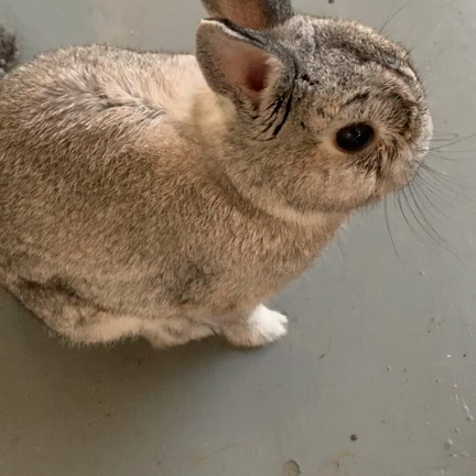 カラーセラピー講座開催中です 〜隠れ魔女うさぎのリボンちゃん（Rebornちゃん）のご紹介〜の記事動画