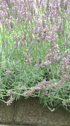 日高市横手で、【草むしり】。おすすめします。の記事動画