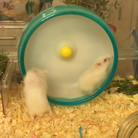 大きくなったよの画像