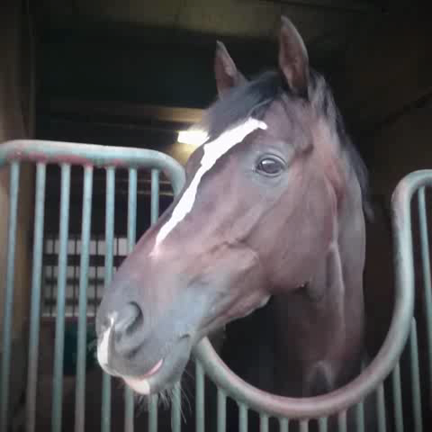 バルトークちゃんまで引退に…。の記事動画