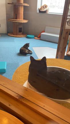 お昼休みに猫カフェで癒される女の記事動画