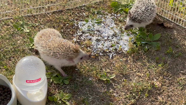 バルーンご依頼＆ウサギやハリネズミと触れ合ってきました♪の記事動画