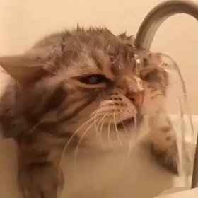 みの画像