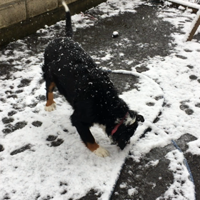 初雪の画像