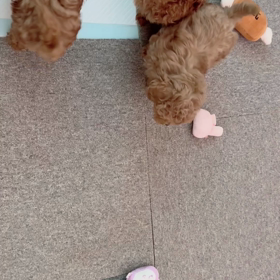 本日の仔犬たち♪の画像