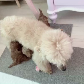 今日の仔犬達♪の画像