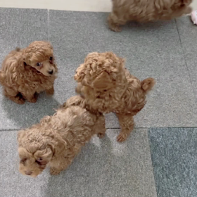 2022/12/4生まれのトイプードル仔犬ご家族募集中です♪の画像