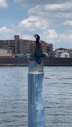 雲とうがいの記事動画