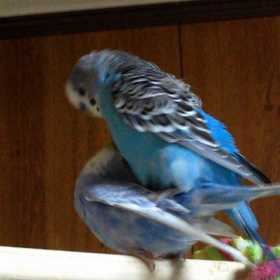 セキセイインコ ラブラブ中♡の画像