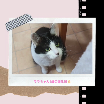 4月6日の記事動画