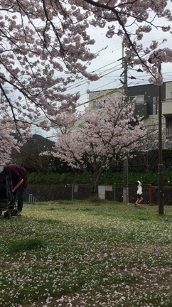 お花見してきました♪の記事動画