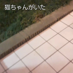 はなせるのらちゃんのその後の画像