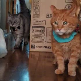 １枚の動画.おデブの交差点の画像